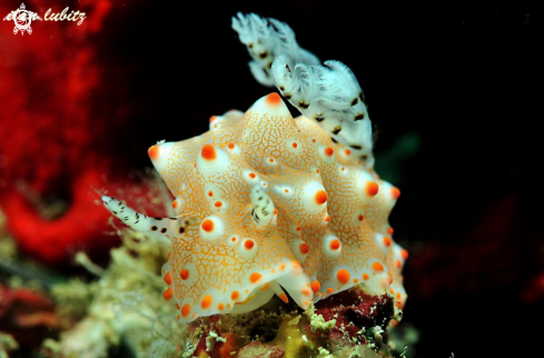 A nudibranch