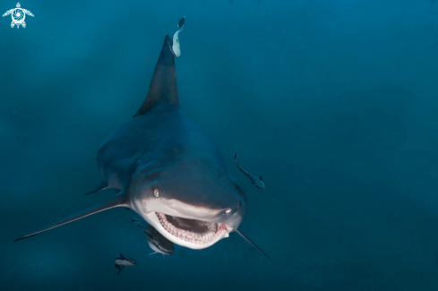 A blacktip shark