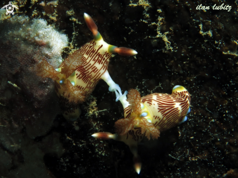 A Nembrotha lineata | nudibranch