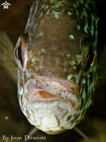 A Sunčica /  Sunfish.