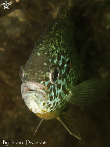 A Lepomis gibbosus | Sunčica /  Sunfish.