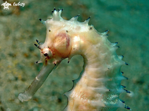 A Hippocampus histrix | seahores