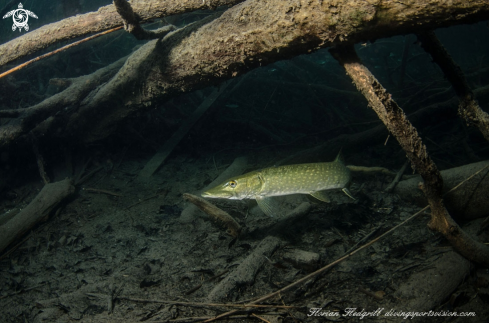 A Esox lucius | Pike Weissensee