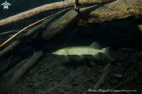 A Esox lucius | Pike Weissensee