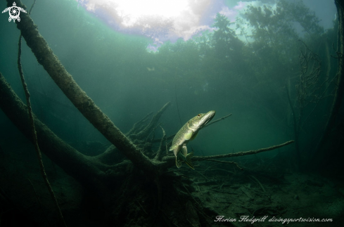 A Esox lucius | Weissensee 