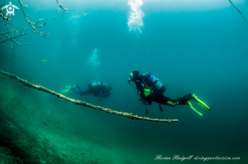 A Esox lucius | Weissensee 