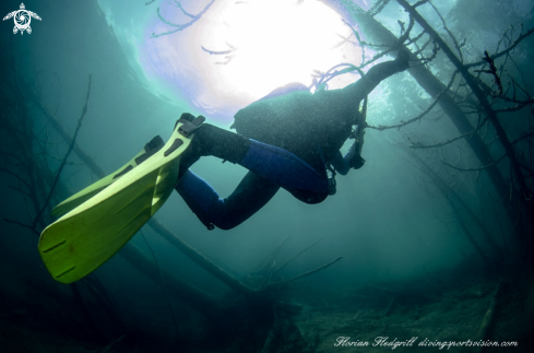 A Esox lucius | Weissensee 