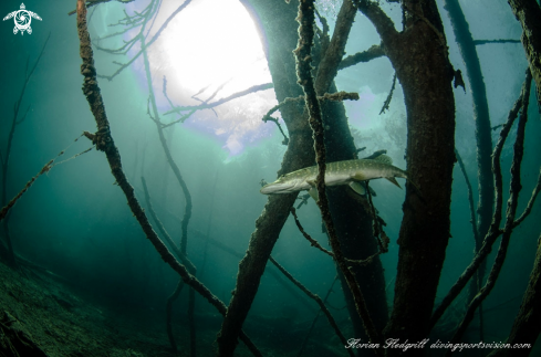 A Esox lucius | Weissensee 