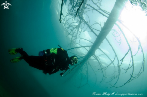 A Esox lucius | Weissensee 