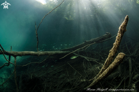 A Esox lucius | Weissensee 