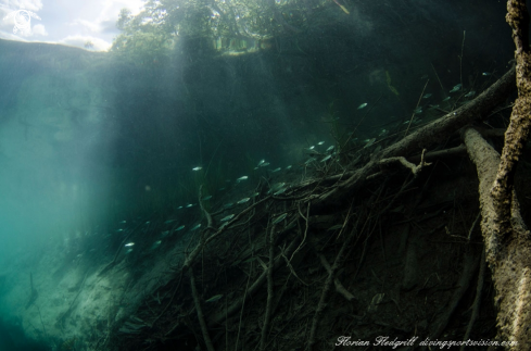 A Esox lucius | Weissensee 