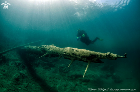 A Esox lucius | Weissensee 