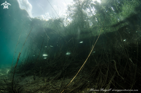 A Esox lucius | Weissensee 