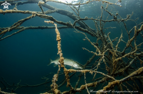 A Esox lucius | Weissensee 