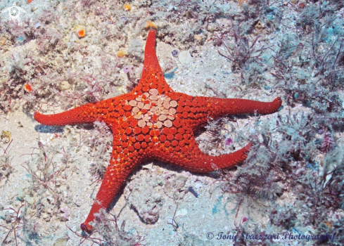 A Ocellate Seastar