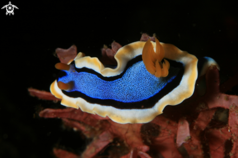 A nudibranche