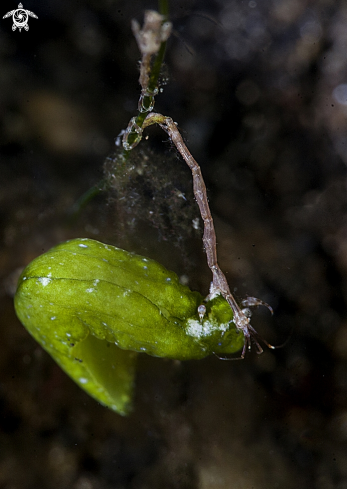 A caprella linearis on nudibranch | skeleton shrimp and nudibranch