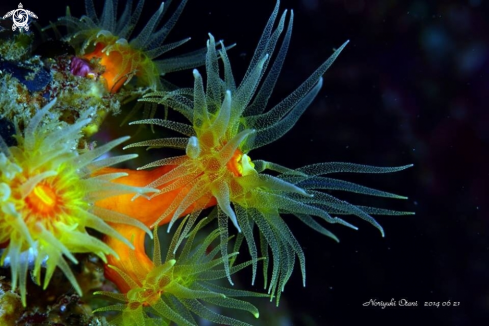 A Orange Coral