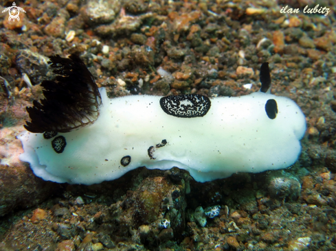 A Jorunna funebris | nudibranch