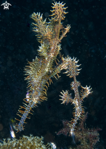 A solenostomus paradoxus | ornate ghost pipefish 