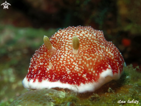 A nudibranch