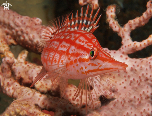 A longnose hawkfish