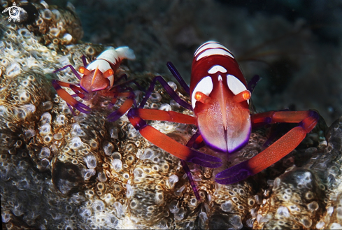 A  Periclimenes imperator  | imperor shrimp