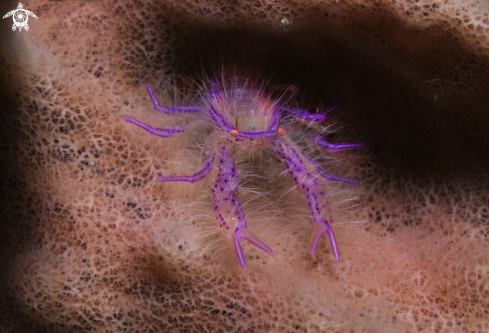 A Lauriea Siagiani | Squat Lobster 