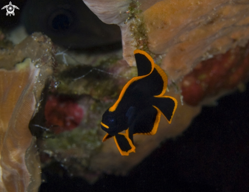 A juvenile Pinnate batfish