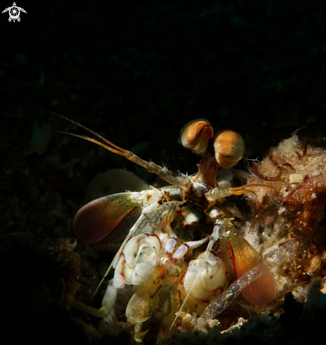 A mantis shrimp