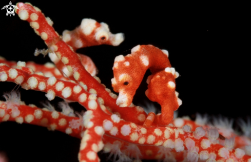 A Hippocampus denise.  |  Pygmy Seahorses
