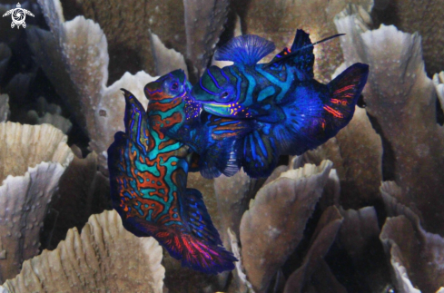 A Synchiropus splendidus | mandarin fish