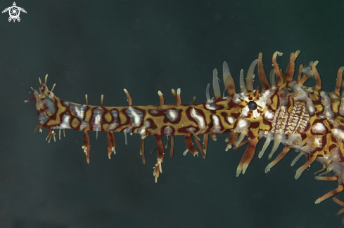 A Solenostomus paradoxus | ornate ghost pipefish