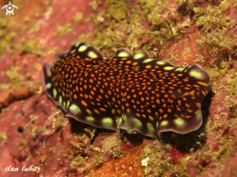 A Pseudobiceros lindae | flatworm