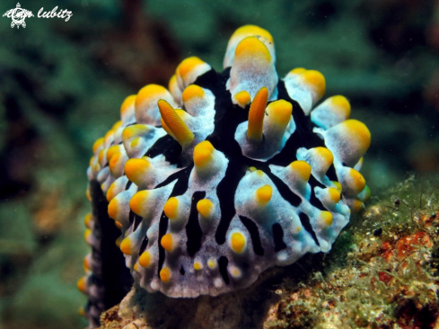 A Phyllidia varicosa | nudibranch