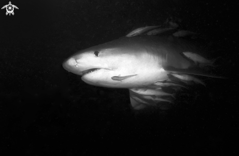 A tiger shark