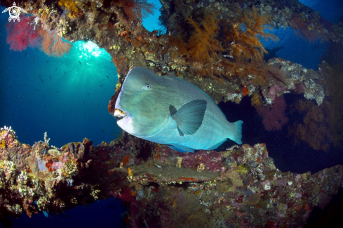 A Bolbometopon muricatum) | parrot fish