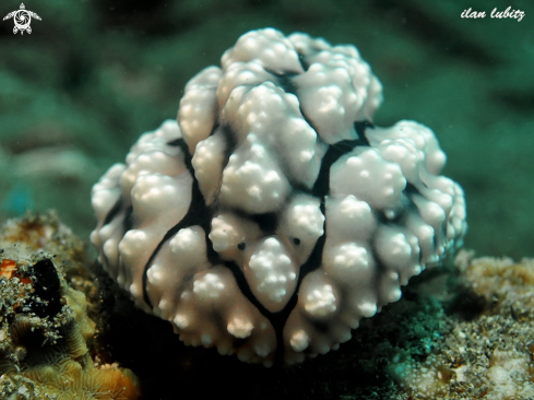 A nudibranch