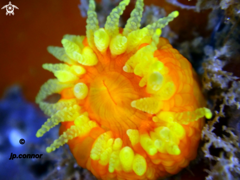 A Leptopsammia pruvoti | Corail Jaune Solitaire