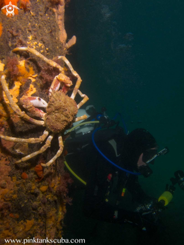 A Spider Crab