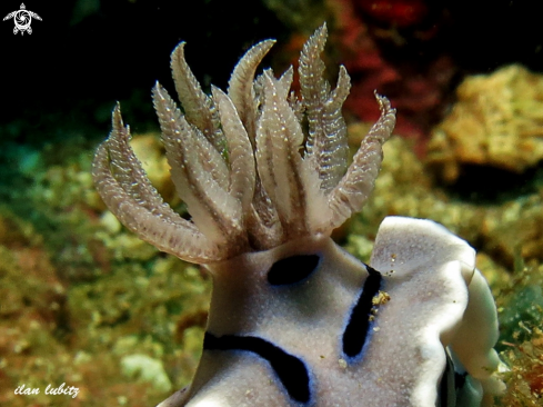 A nudibranch