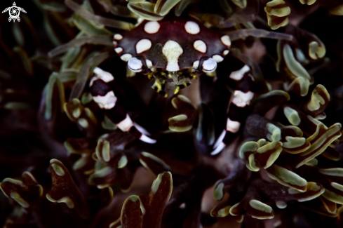 A Lissocarcinus laevis | Harlequin Crab