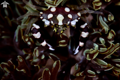 A Harlequin Crab