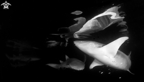 A Tawny Nurse Sharks