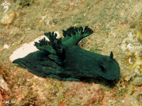 A nudibranch