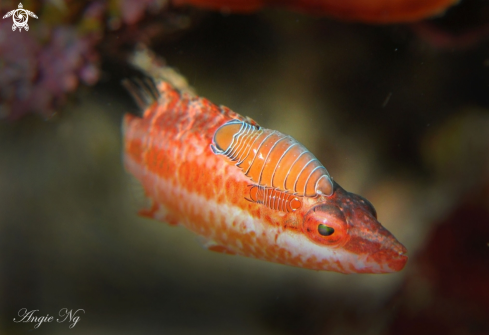 A Cardinalfish