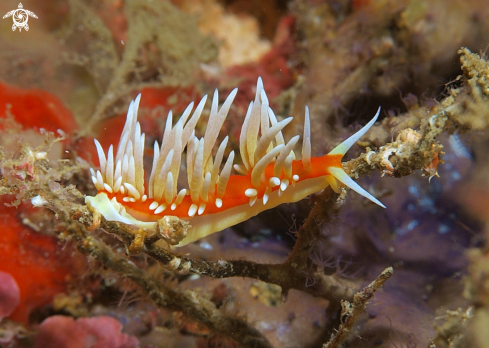 A nudibranch