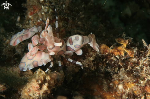 A Hymenocera elegans | Harlequin shrimp