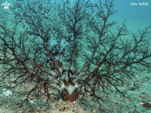 A sea cucumber