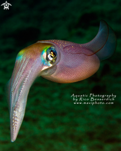 A Common Mediterenean Squid